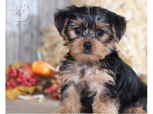 Yorkier Puppies